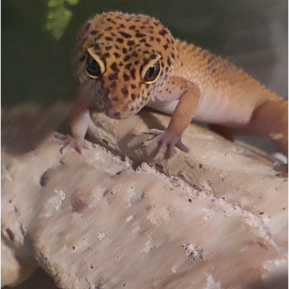 hazeylizard